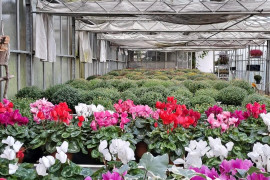 Exclusivite fonds commerce fleuriste  horticulteur à reprendre - Manche
